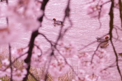 鴨川にカモと桜・・・