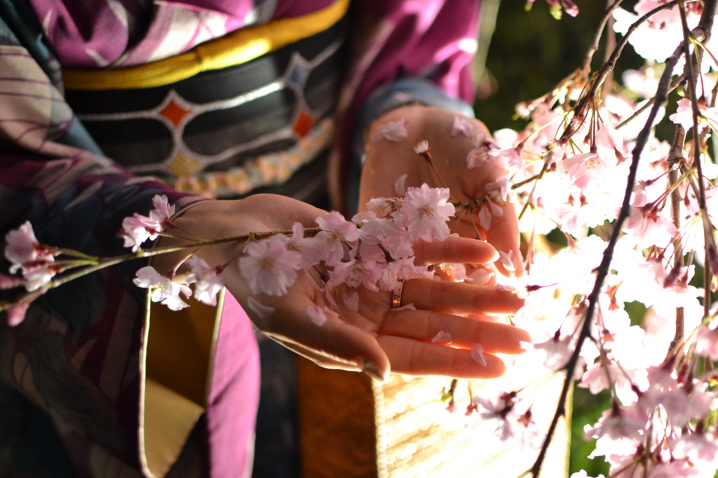 桜を綺麗な手にとって