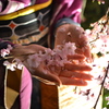 桜を綺麗な手にとって