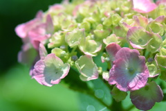 ちょい雫紫陽花・・