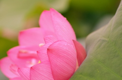 華やかに咲くよ・・