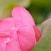 華やかに咲くよ・・