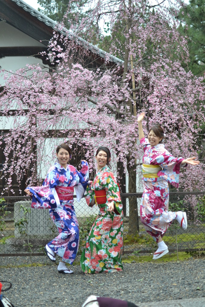 建仁寺　桜咲き　うれしい感じを