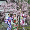 建仁寺　桜咲き　うれしい感じを