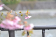 三条大橋の桜