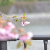 三条大橋の桜