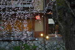 祇園白川　しだれ桜咲く