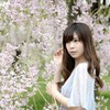 桜コラボ