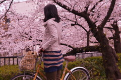 いつも通る道・・桜に見とれて立ち止り・・
