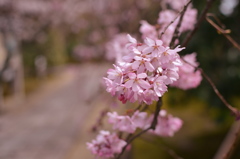 法金剛院、石畳みにしだれ桜・・