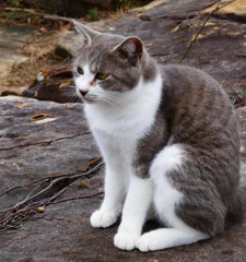 カメラを向けたらこのポーズ