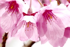 桜の色も色々