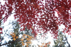 紅葉