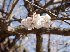 梅