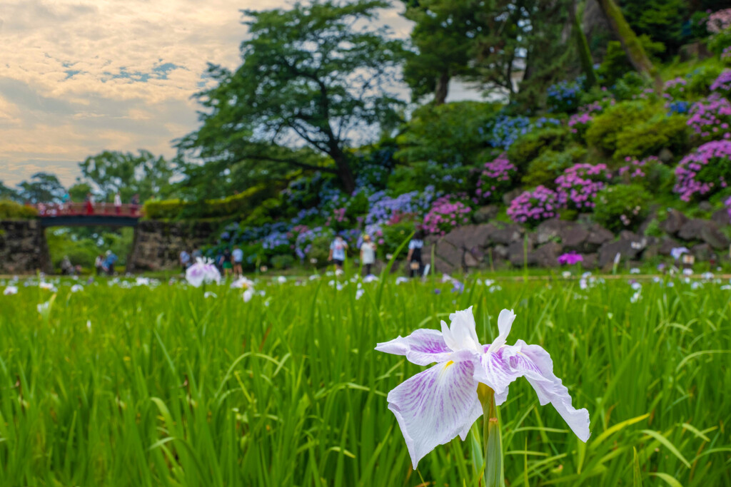 菖蒲園