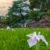 菖蒲園
