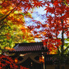 永源寺紅葉