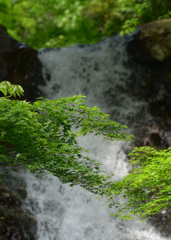 滝を渡る新緑