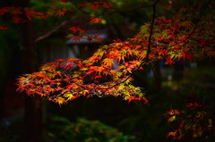 鳴谷山　聖宝寺の紅葉