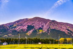 山桜と茶畑
