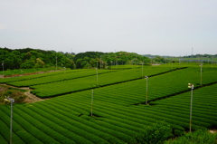 八十八夜