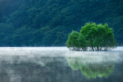 新緑の池