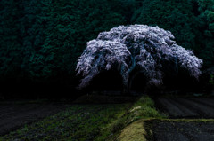 田園の一本