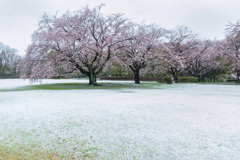 春の雪