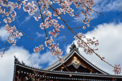 青空に桜　知恩院