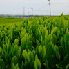 燃える緑