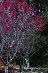 森の中の紅梅