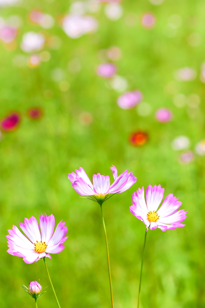 秋桜　初咲き