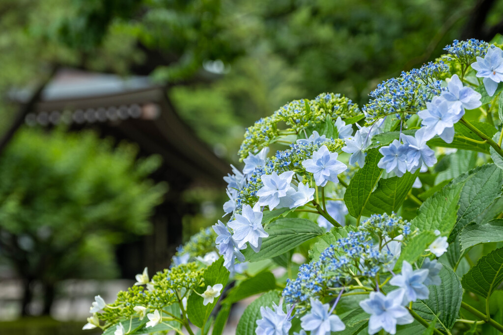 紫陽花の御寺