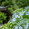 紫陽花の御寺