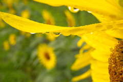 梅雨時の向日葵