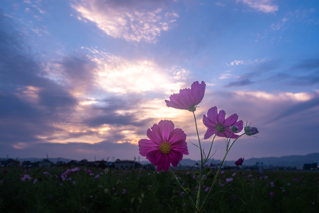 夕陽を背に