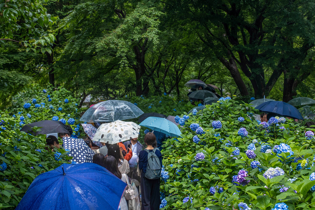 雨上がり