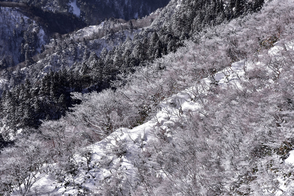 樹氷の尾根