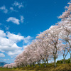 桜並木