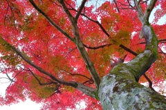 紅 凛と燃ゆ