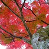 紅 凛と燃ゆ