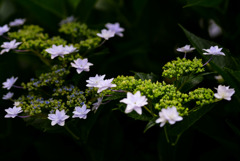 浮かぶ梅雨の花