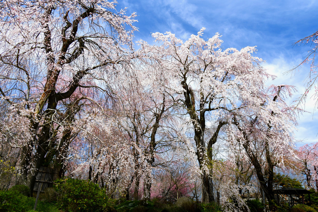 初桜