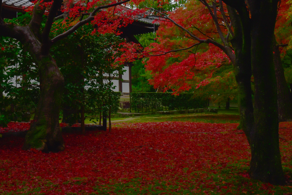 紅葉絨毯