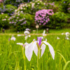 紫陽花を配し