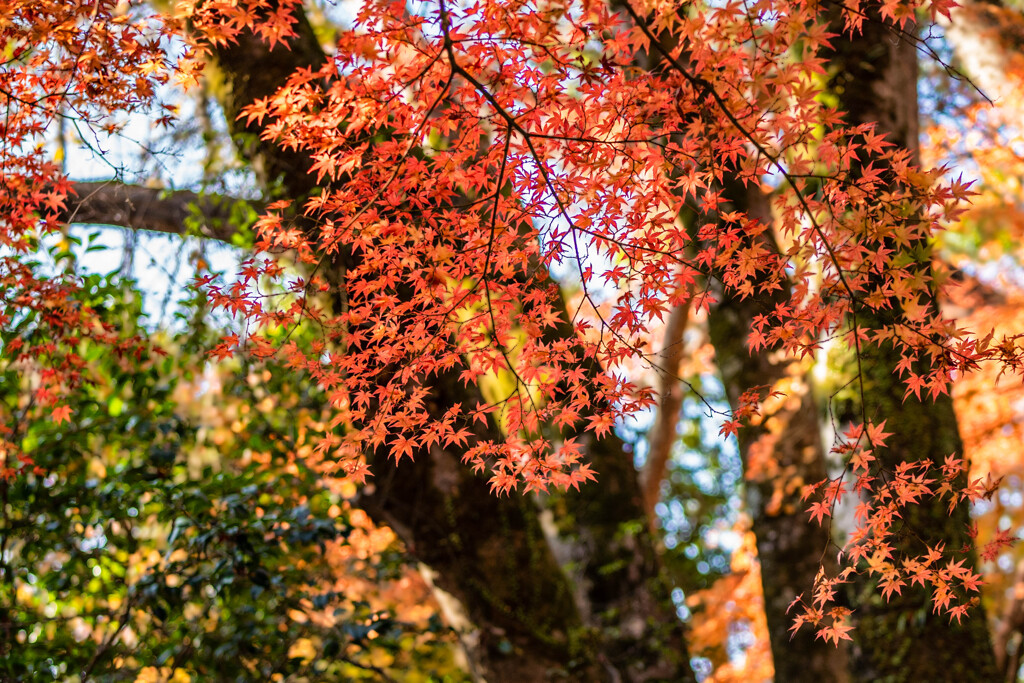 若紅葉