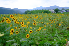 関宿 夏真っ盛り
