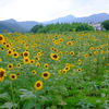 関宿 夏真っ盛り