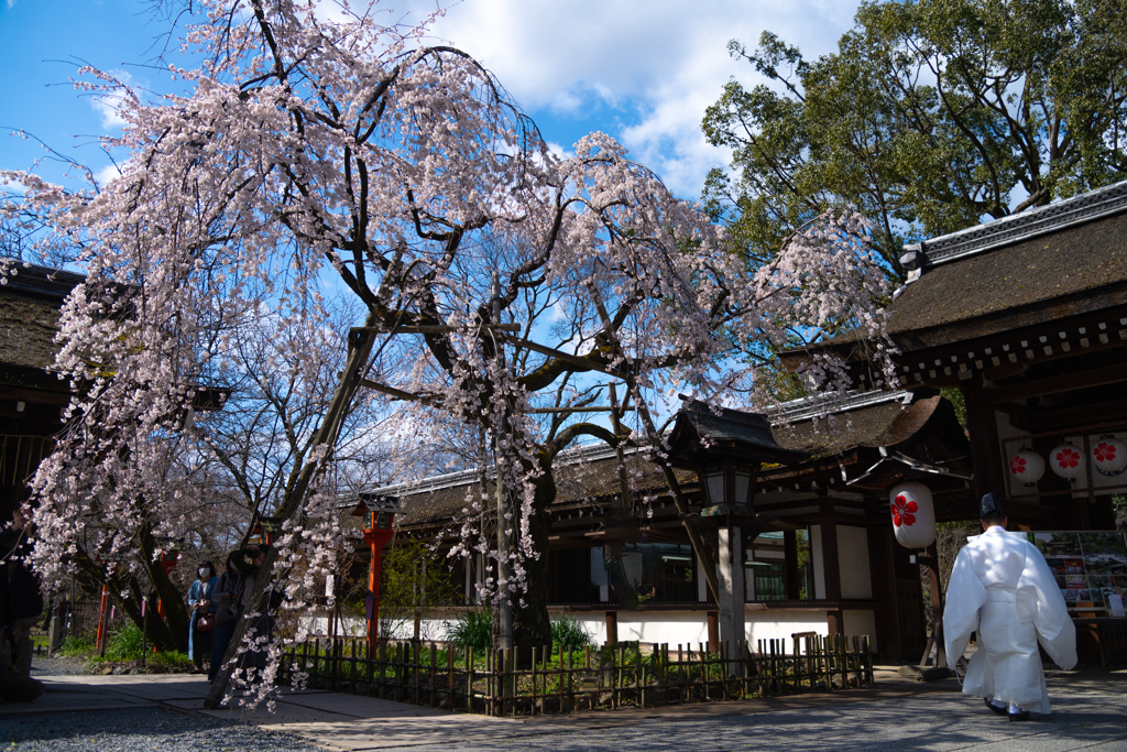 京　枝垂れ桜