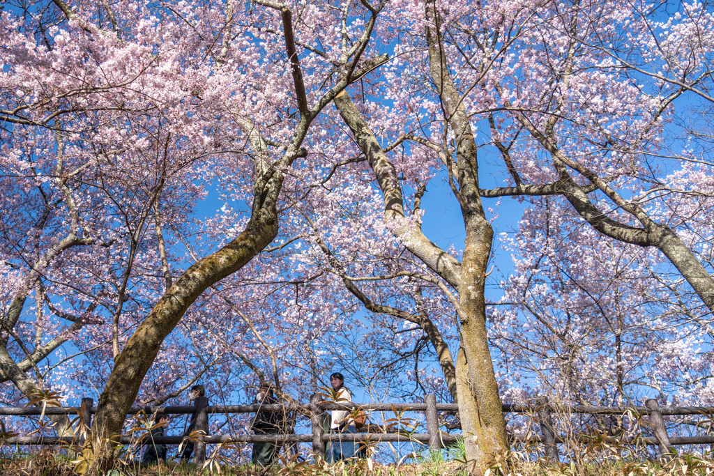 高遠　お花見